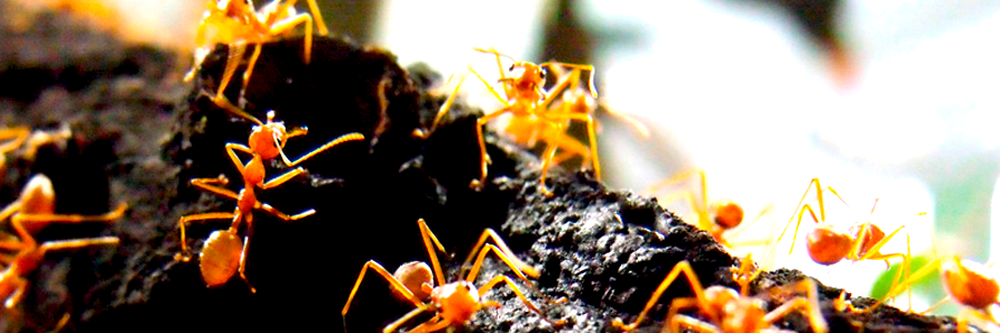 Nahaufnahme Ameisen