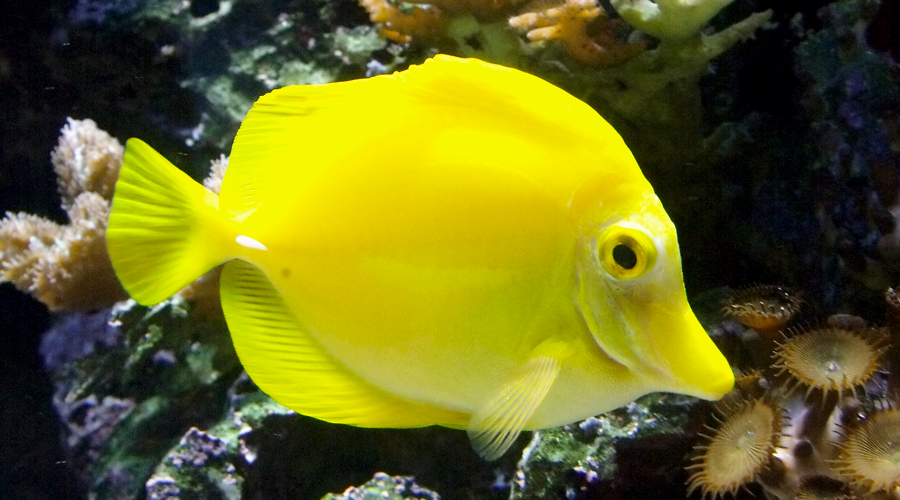 gelber fisch im aquarium